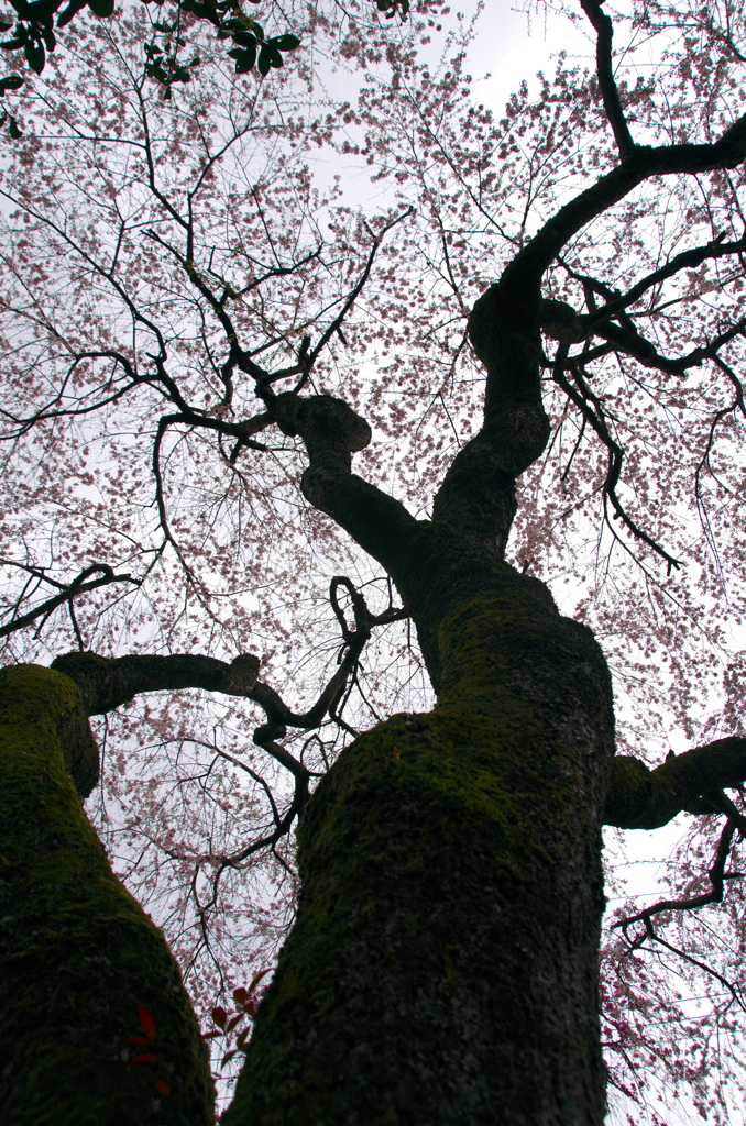 大野寺の枝垂れ桜(5)