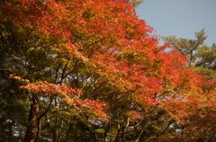 秋まっさかり