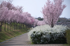 大阪　狭山池公園の桜