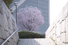 大阪　狭山池公園の桜