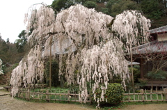 大野寺の枝垂れ桜(1)
