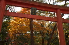 紅葉