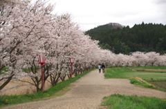 宇陀の桜(2)