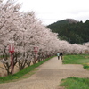 宇陀の桜(2)