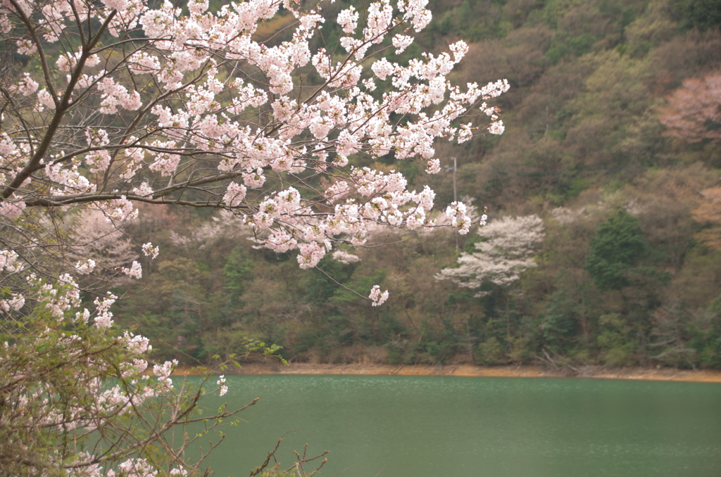 永楽ダムの桜(1)