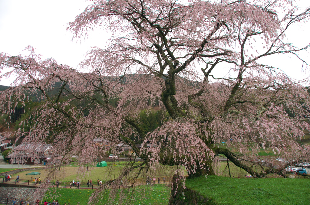 又兵衛桜(3)