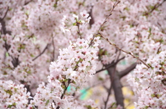 自宅の桜