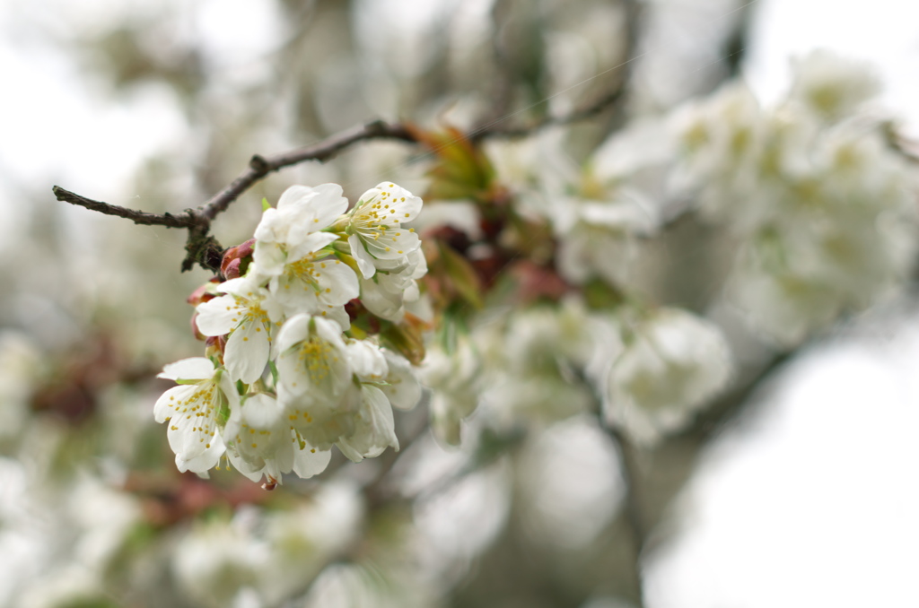 北向地蔵桜(1)