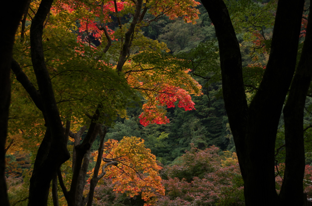 牛滝山の紅葉