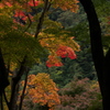 牛滝山の紅葉