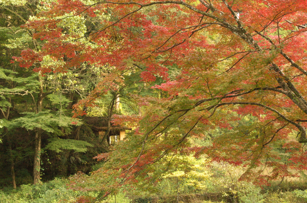 東屋