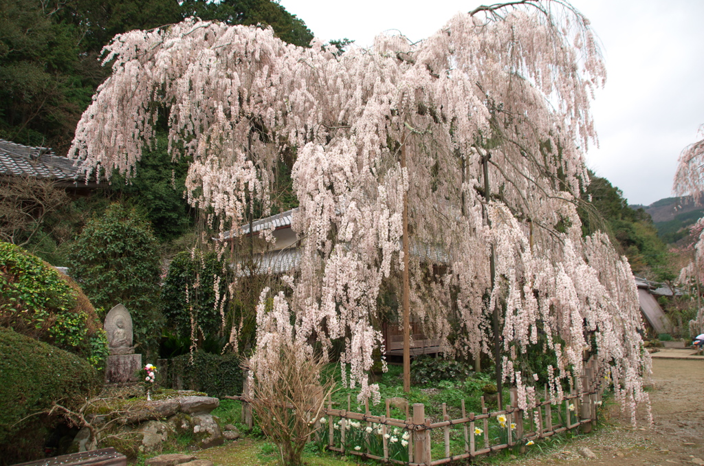 大野寺の枝垂れ桜(3)