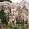 大野寺の枝垂れ桜(3)
