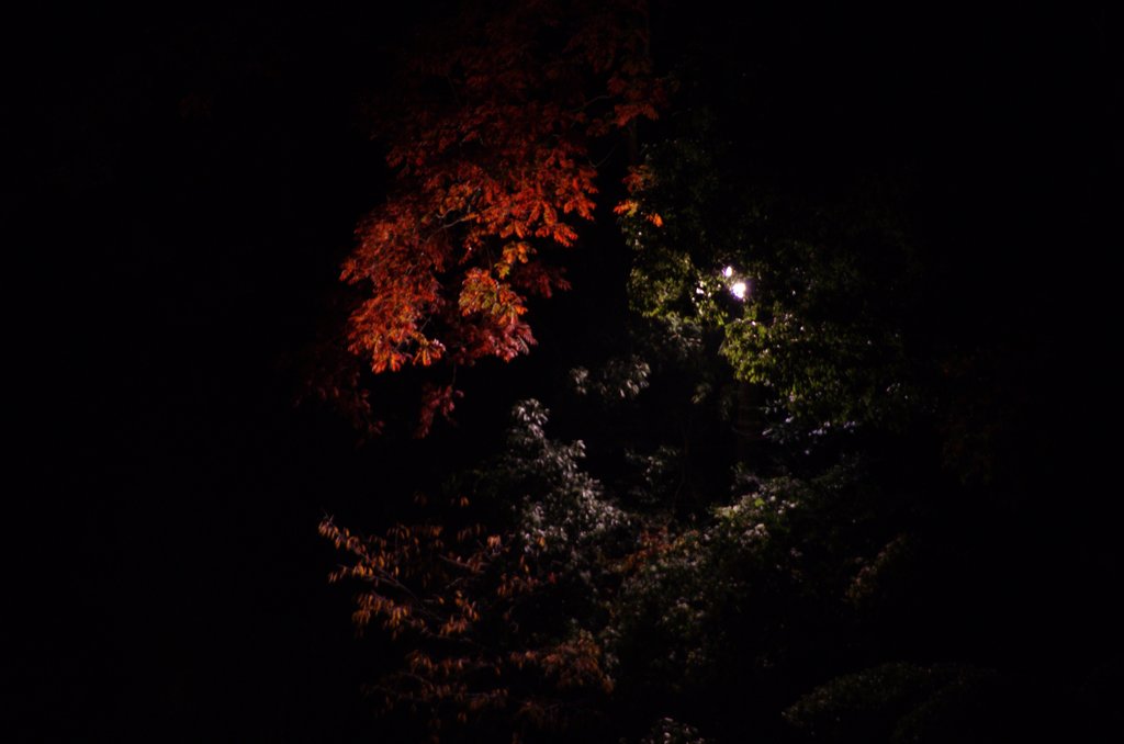 夜の紅葉