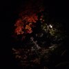 夜の紅葉