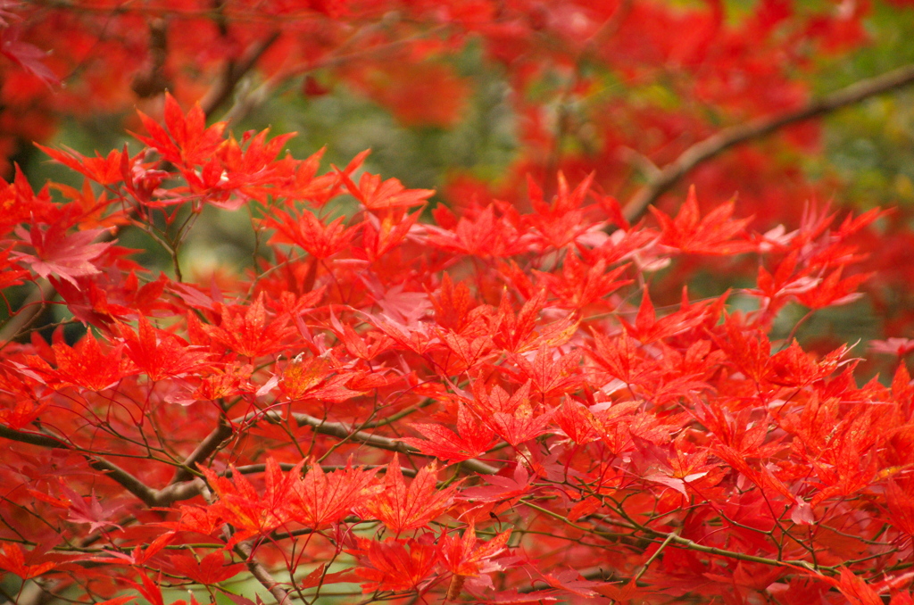 犬鳴山の紅葉