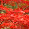 犬鳴山の紅葉