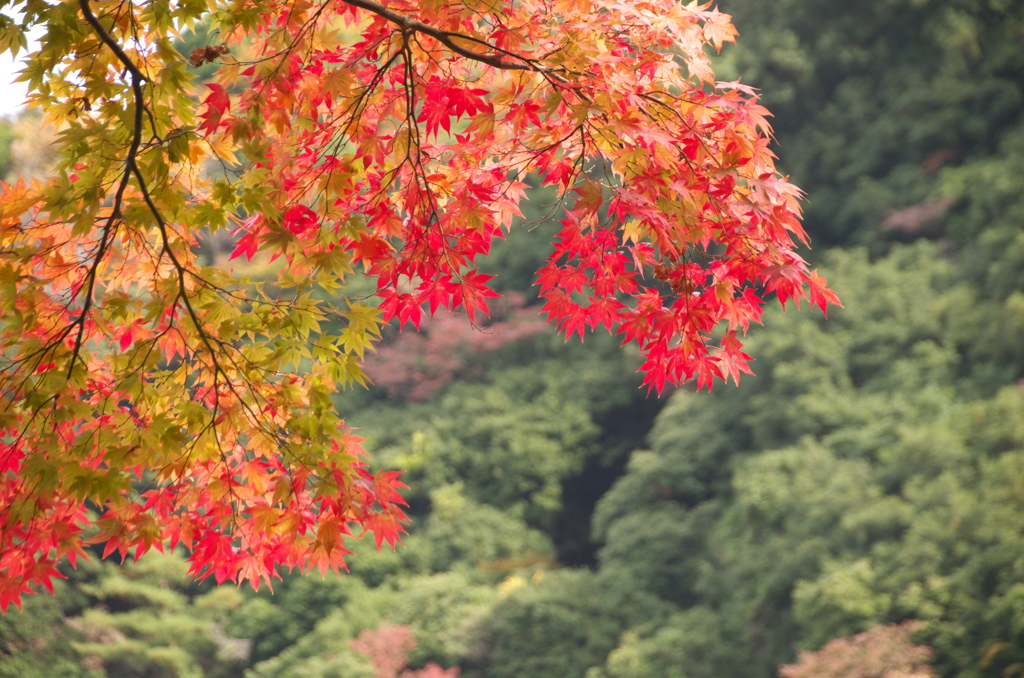 牛滝山の紅葉