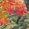 牛滝山の紅葉