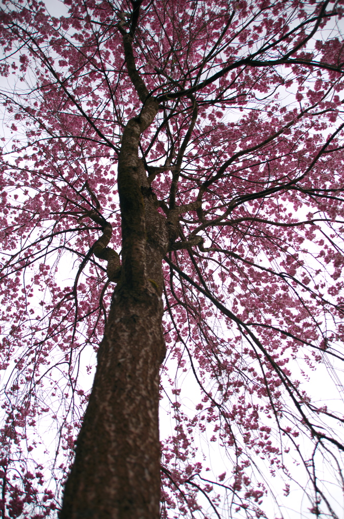 大野寺の桜(2)