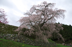 又兵衛桜(1)