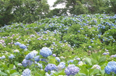 紫陽花繚乱