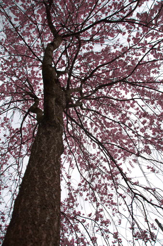 大野寺の桜(1)