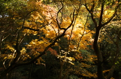 晩秋の森