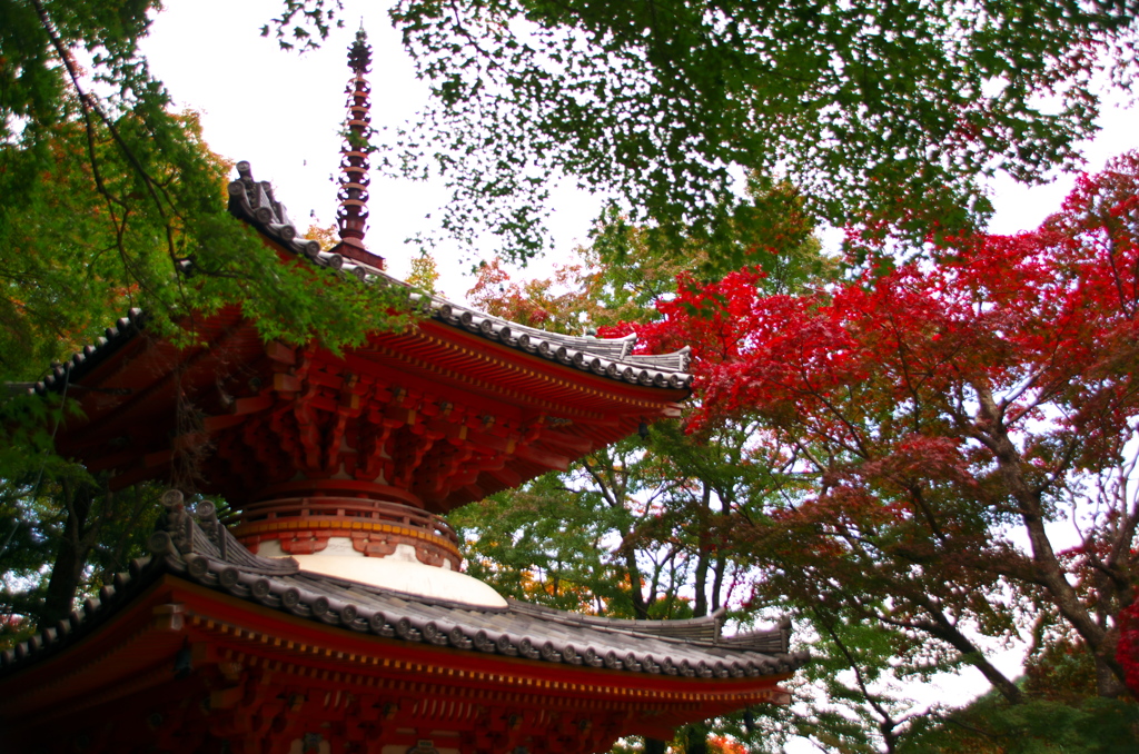 大威徳寺の紅葉