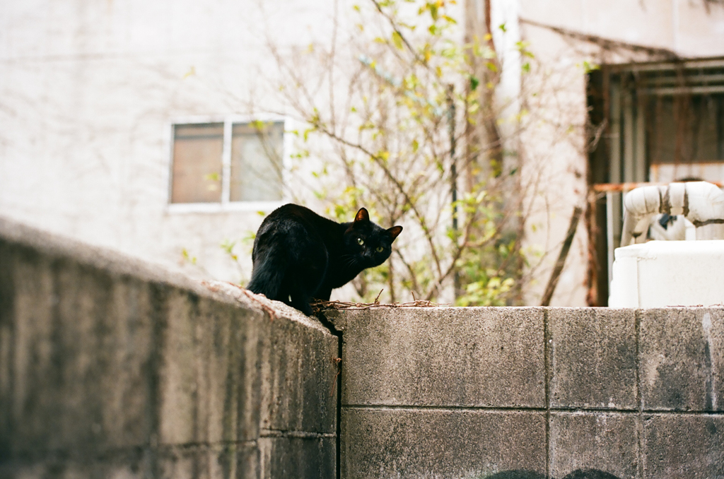 ねこ