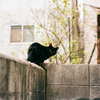 ねこ