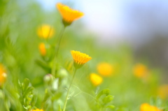 yellow pop