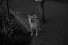 初対面の犬