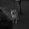 初対面の犬