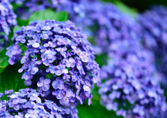 紫陽花