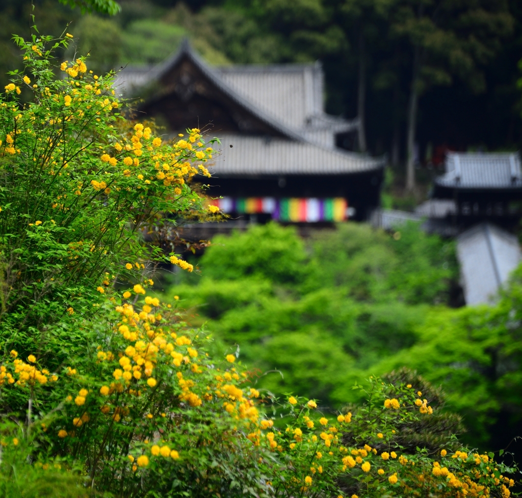 山吹と長谷寺