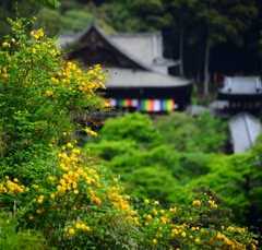 山吹と長谷寺