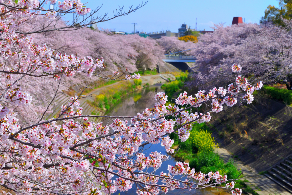 山崎川　満開