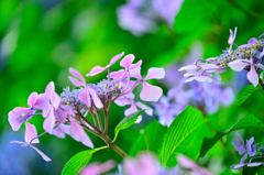 額紫陽花