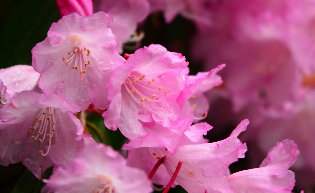 室生寺の石楠花
