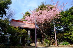 梅