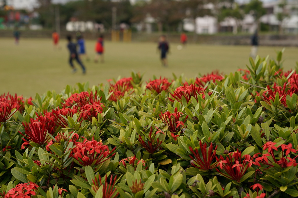 図書館の近くの公園