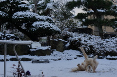 うちの犬