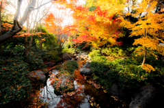 紅葉 〜昭和記念公園日本庭園〜