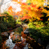 紅葉 〜昭和記念公園日本庭園〜