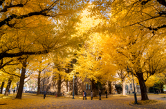 イチョウ並木 〜東京大学〜その２