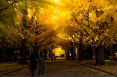 イチョウ並木 〜東京大学〜