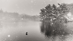 雪の石神井公園