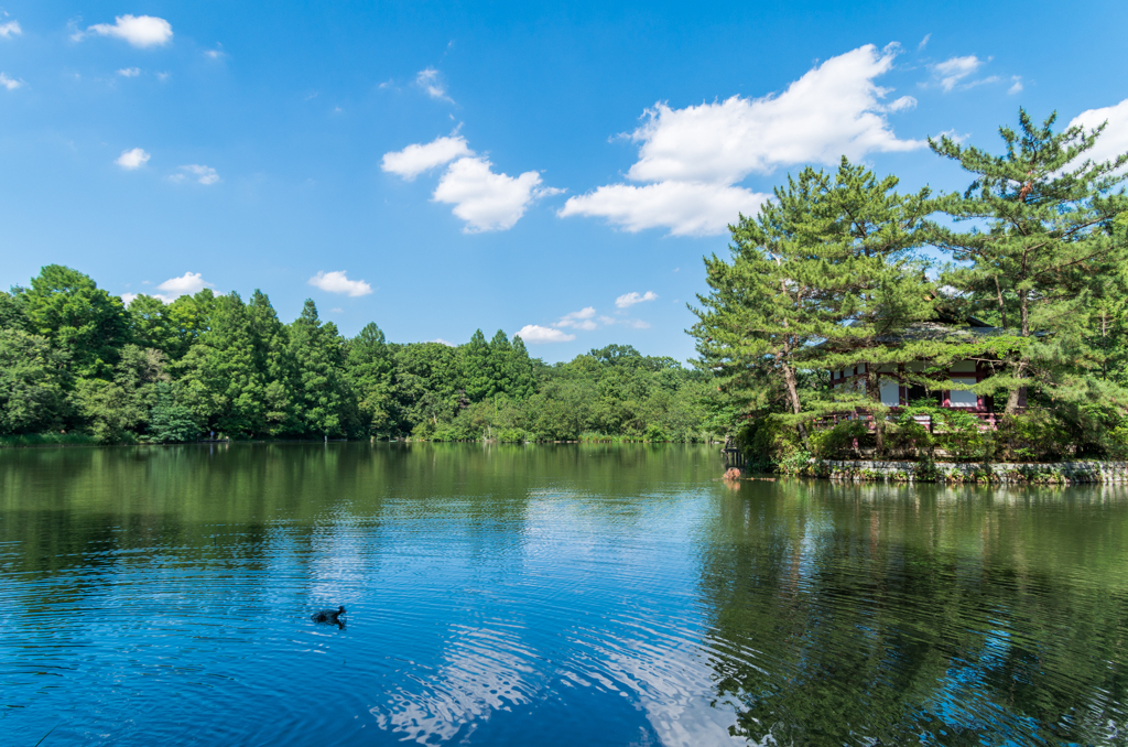 夏の石神井公園