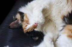 三毛猫のお昼寝